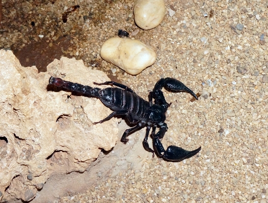 Nature sand desert animal Photo