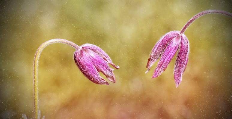 Nature blossom plant photography Photo