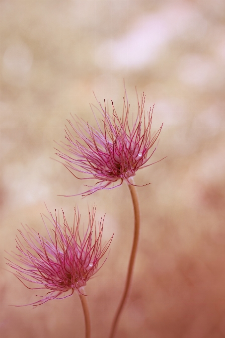 Nature bifurquer fleurir usine