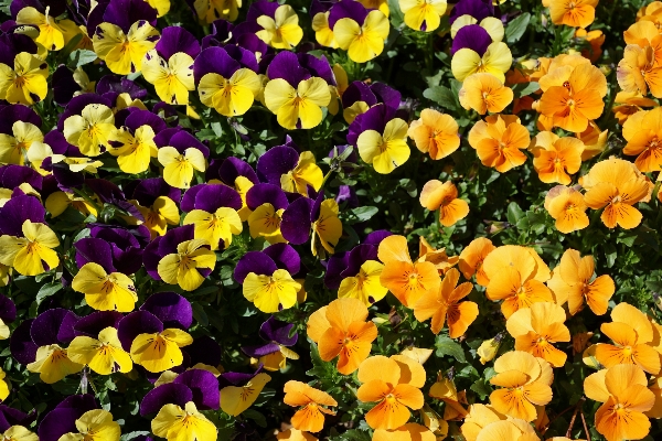 自然 植物 花 紫 写真