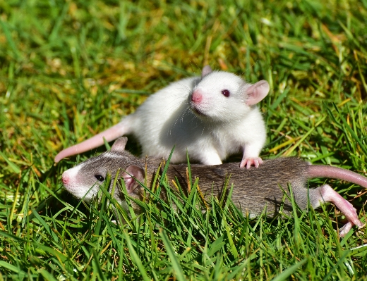 Grass sweet mouse cute Photo