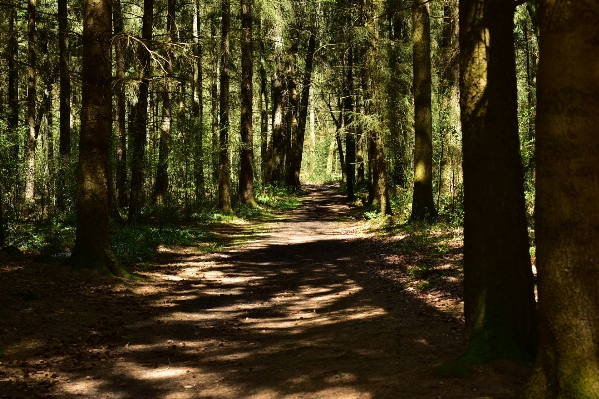 Landscape tree nature forest Photo