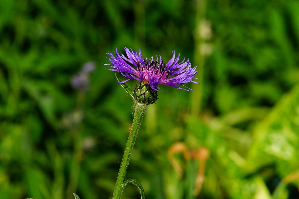 Nature grass blossom plant