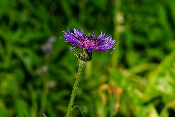 自然 草 花 植物 写真