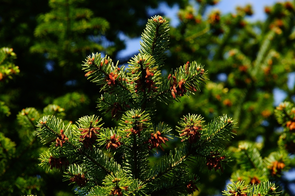 Tree nature branch plant