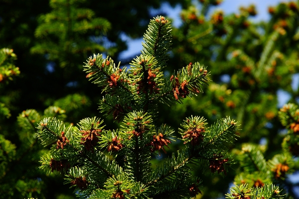 Tree nature branch plant Photo