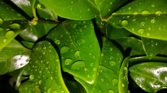 Water nature dew plant Photo