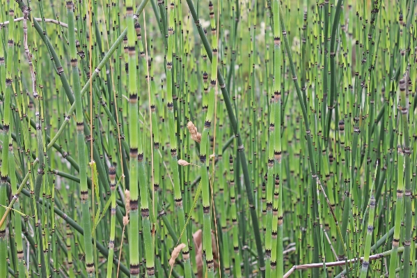 Grass branch structure plant Photo