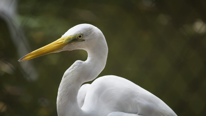 Bird wing white animal Photo