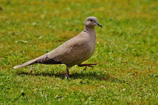 Photo Nature herbe oiseau aile