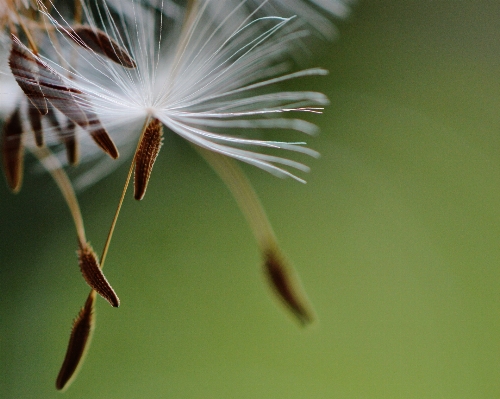 Foto árvore natureza grama filial