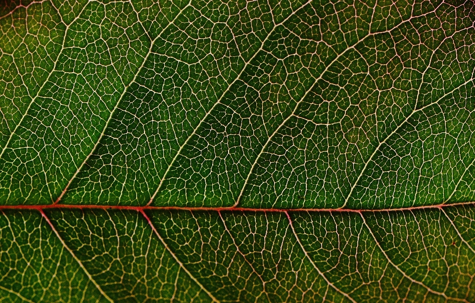 Natura erba ramo rugiada