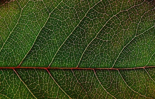 Foto Alam rumput cabang embun