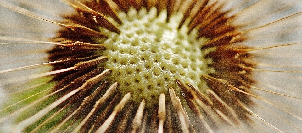 Natureza plantar fotografia dente de leão