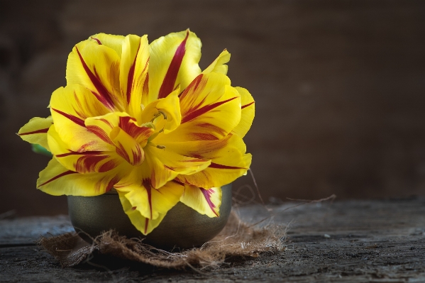 Blossom open plant photography Photo