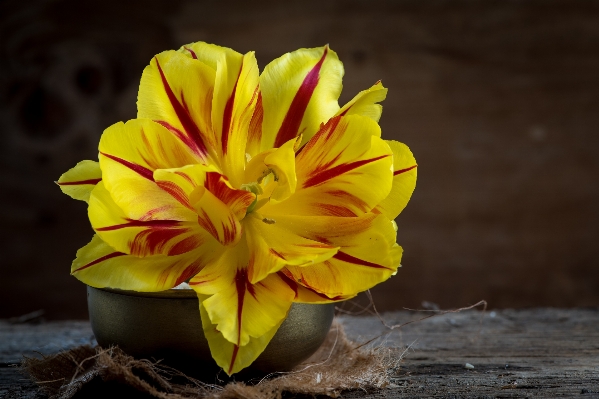 Blossom open plant photography Photo