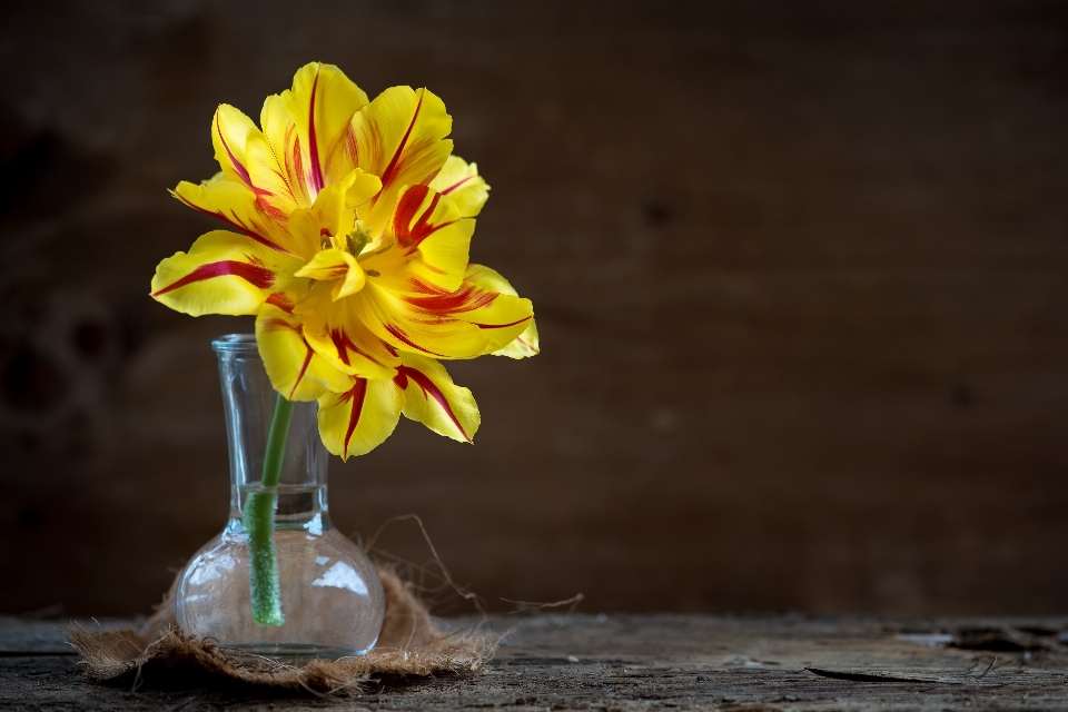 Blossom plant flower petal