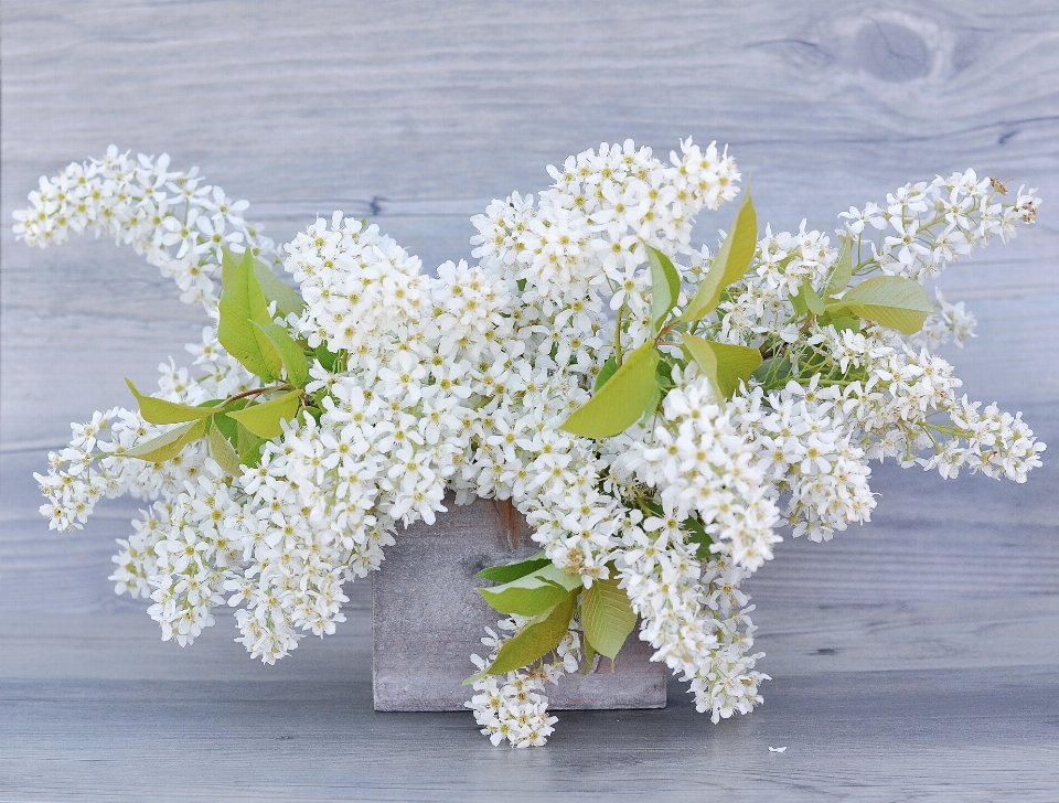 Branch blossom plant white