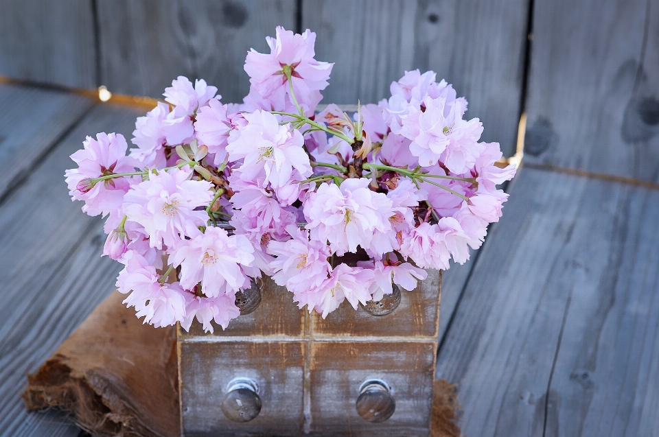 Branch blossom plant flower