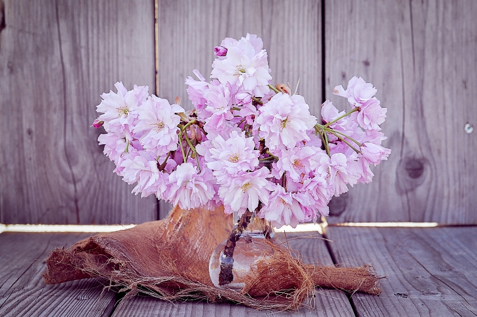 Branch blossom plant flower