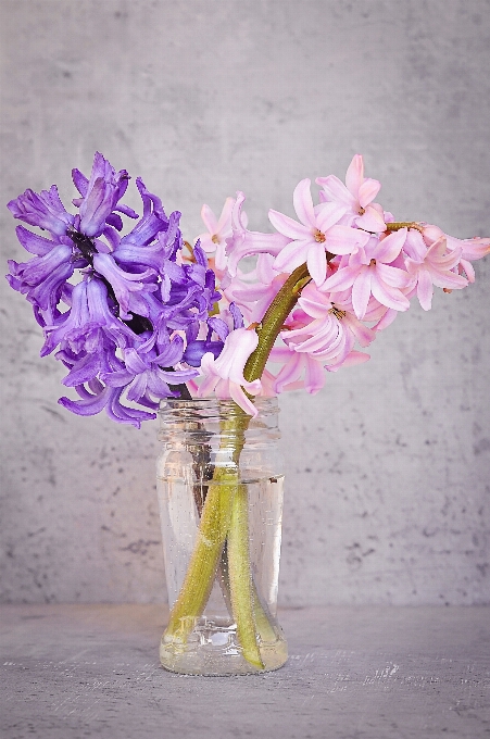 Blossom plant flower petal