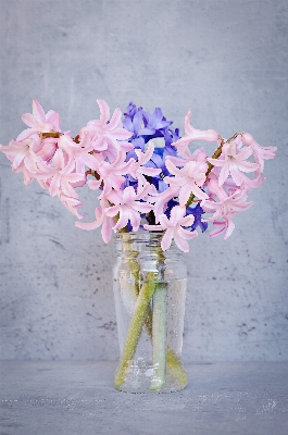 Plant white wheel flower Photo