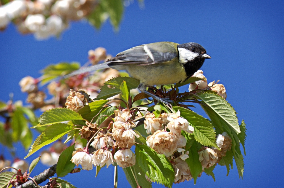 自然 ブランチ 鳥 花