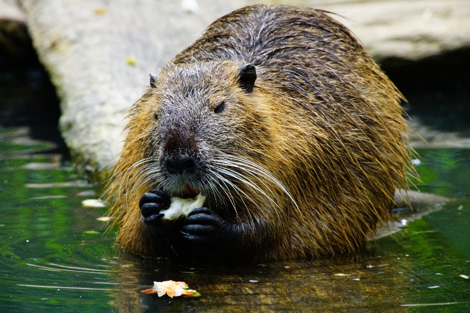 Natura animali selvatici zoo mammifero