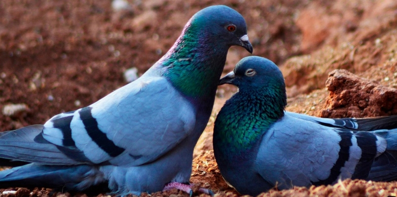 Doğa kuş yaban hayatı gaga Fotoğraf