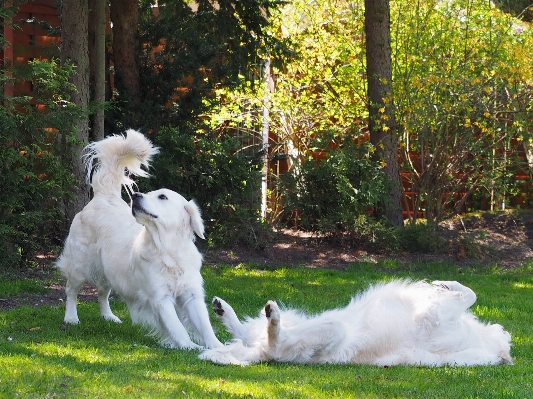 Foto Anjing mamalia jenis golden retriever
 bertulang belakang
