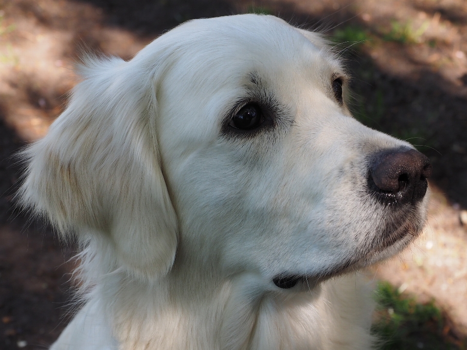 Anak anjing mamalia jenis golden retriever
