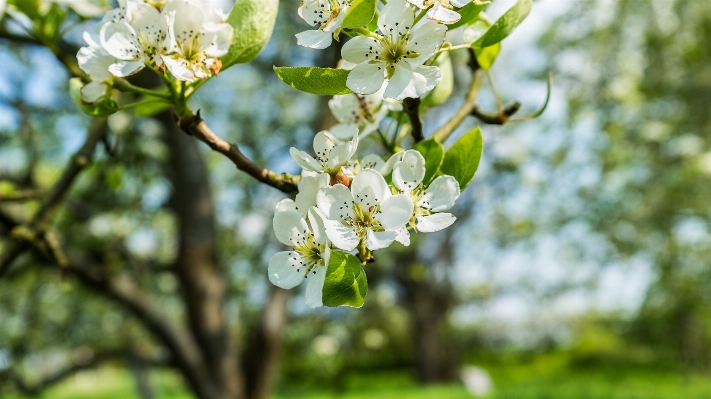 Apple baum natur zweig Foto