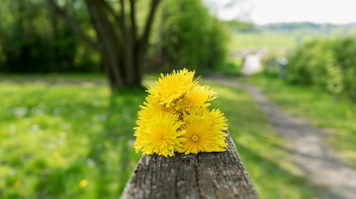 Tree nature grass blossom Photo