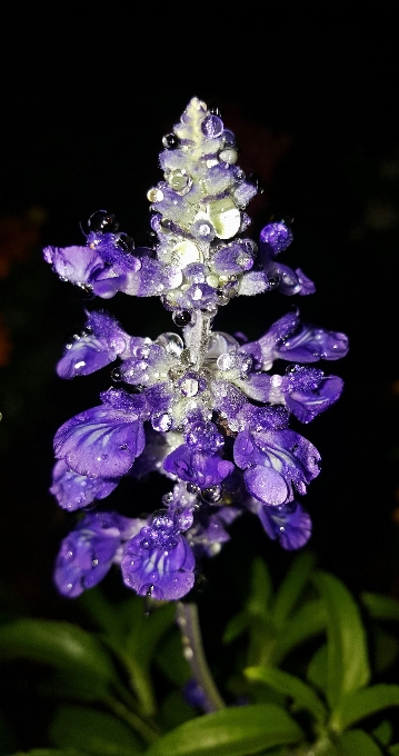 水 露 植物 夜