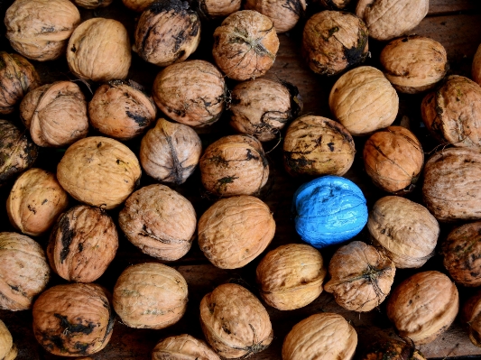 Foto Legna cibo produrre blu