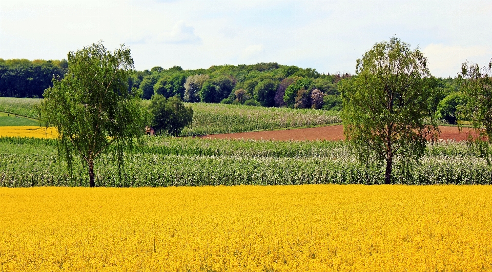 Landschaft baum natur wald