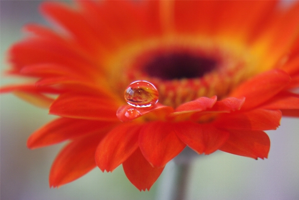 水 自然 花 植物 写真