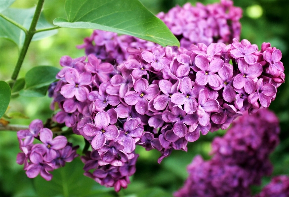 Nature branch blossom plant Photo