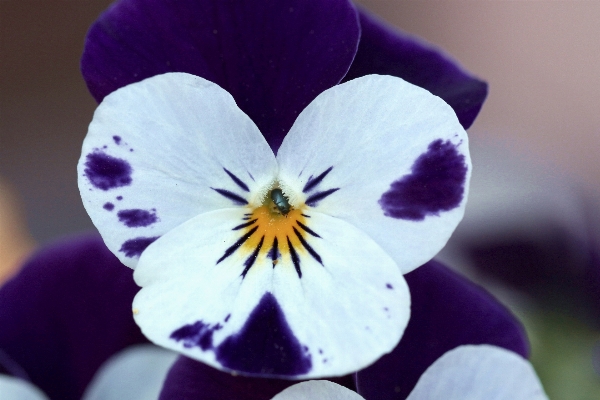 Natur blüte anlage weiss Foto