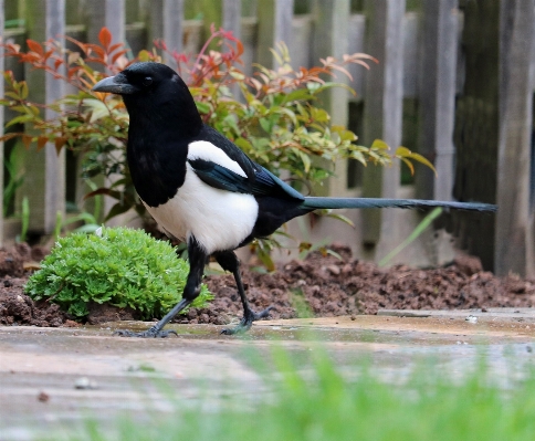 Bird black and white wildlife beak Photo