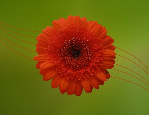 Nature blossom plant flower Photo