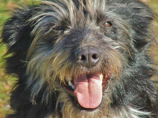 Foto Perro collie
 vaca rancho
