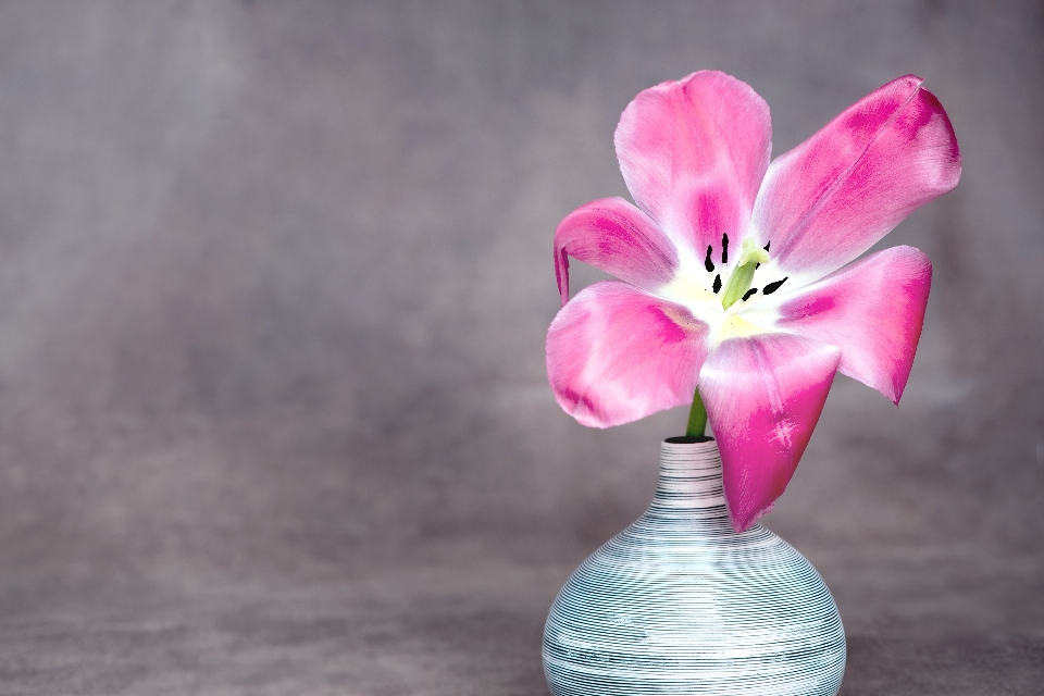 Blossom plant flower petal