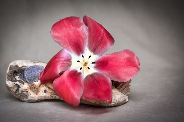 Blossom plant wood photography Photo