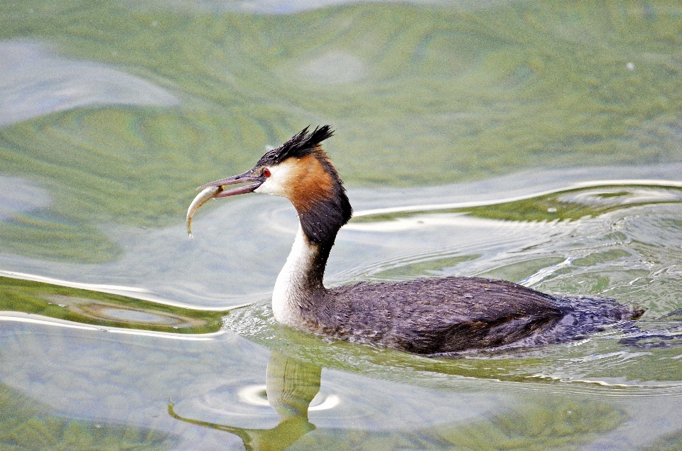 Eau nature oiseau lac