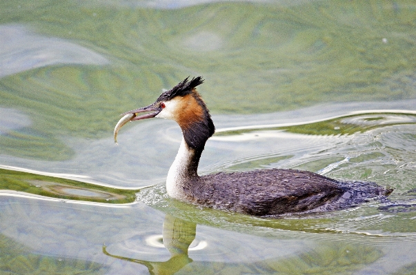 Water nature bird lake Photo