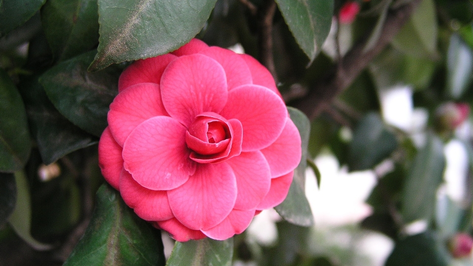 Natura fiore pianta petalo