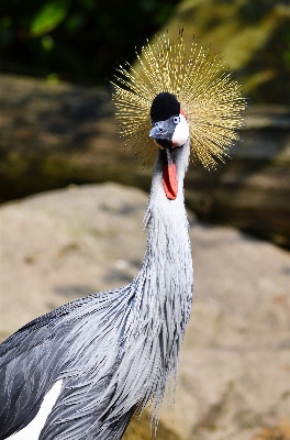 Photo Oiseau aile faune le bec