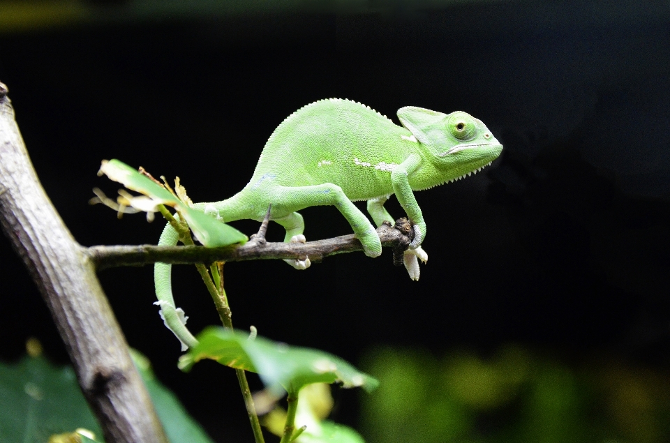 Naturaleza fauna silvestre verde color