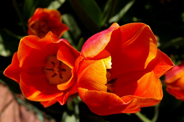 Nature blossom open plant Photo